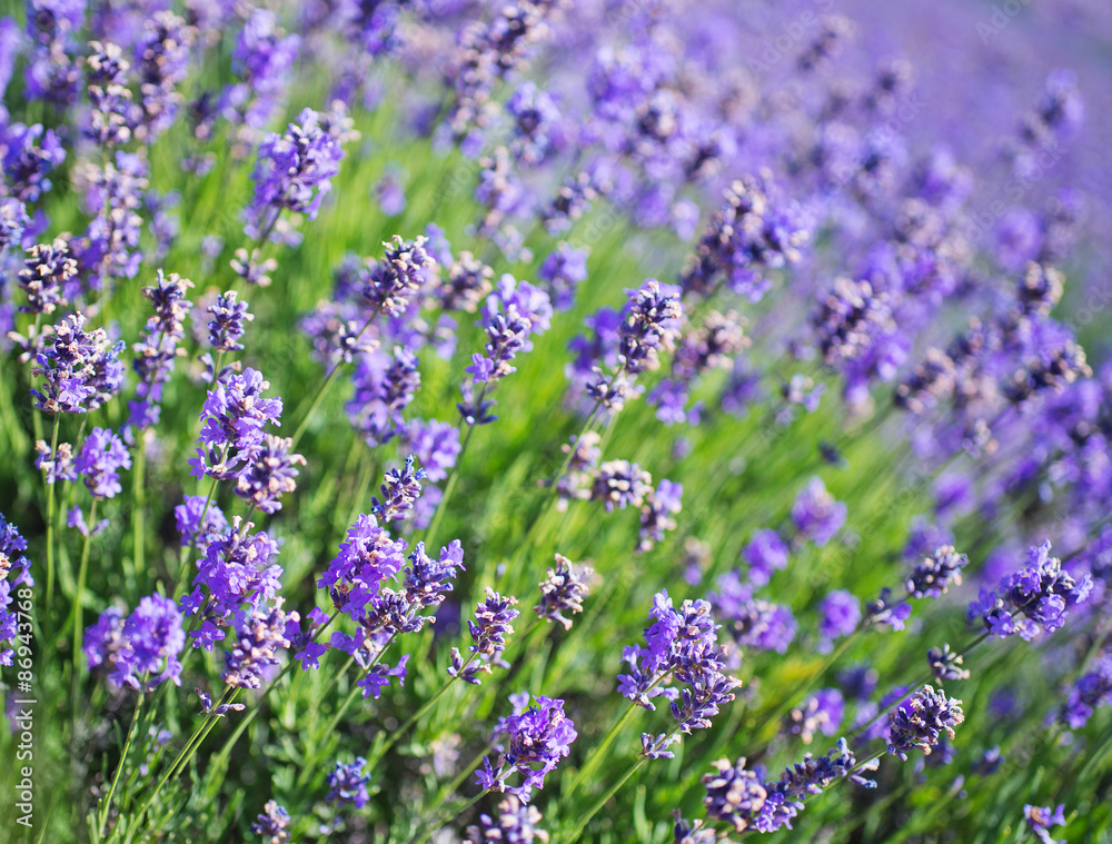 lavender lavender