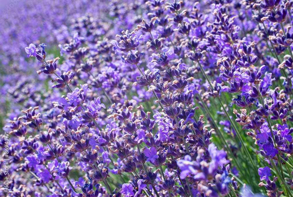 Obraz premium lavender