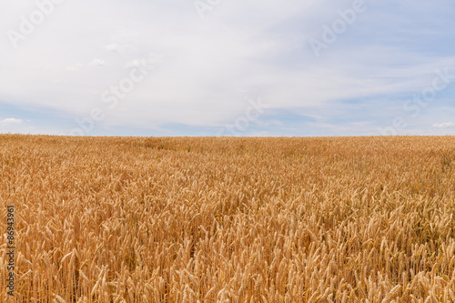 Getreide Feld