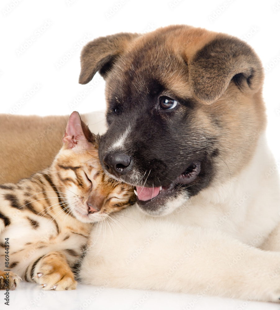 Akita inu puppy dog lying with small bengal cat together. isolat Akita inu puppy dog lying with small bengal cat together. isolat