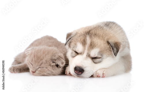 Fototapeta Naklejka Na Ścianę i Meble -  scottish kitten and Siberian Husky puppy sleeping together. isol