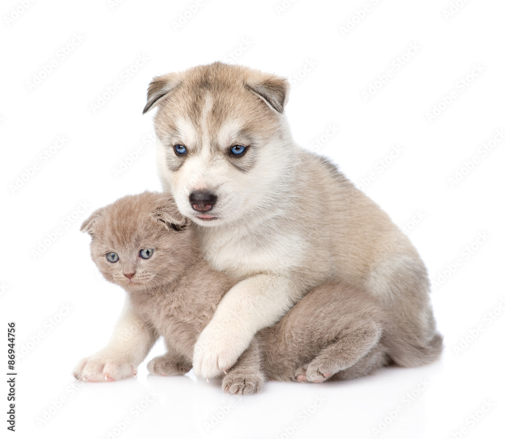 Siberian Husky puppy hugging scottish kitten . isolated on white Siberian Husky puppy hugging scottish kitten . isolated on white