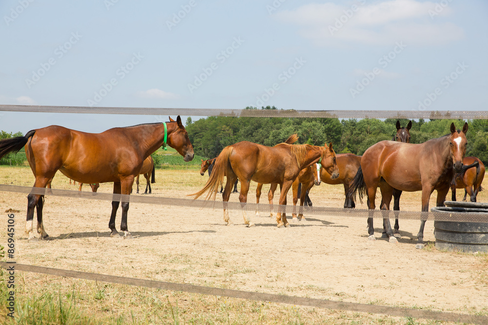 Chevaux