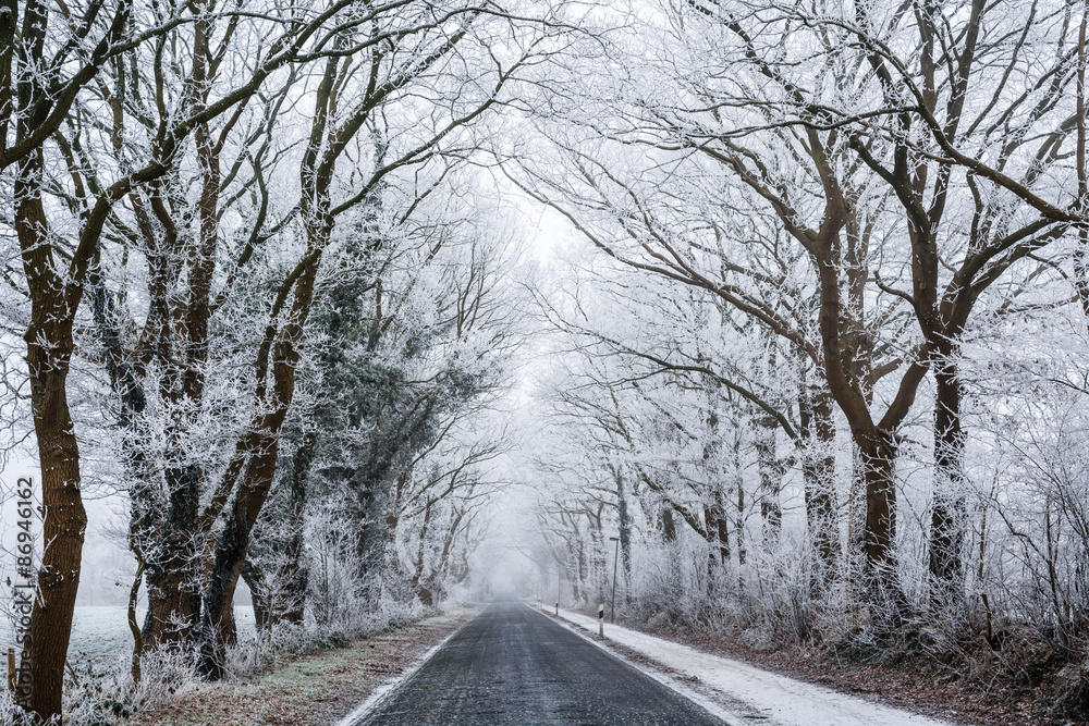 Fototapeta premium Allee im Winter