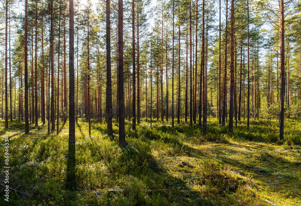 landscape in pine forest