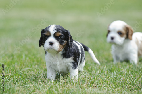 Cavalier king charles spaniel puppies