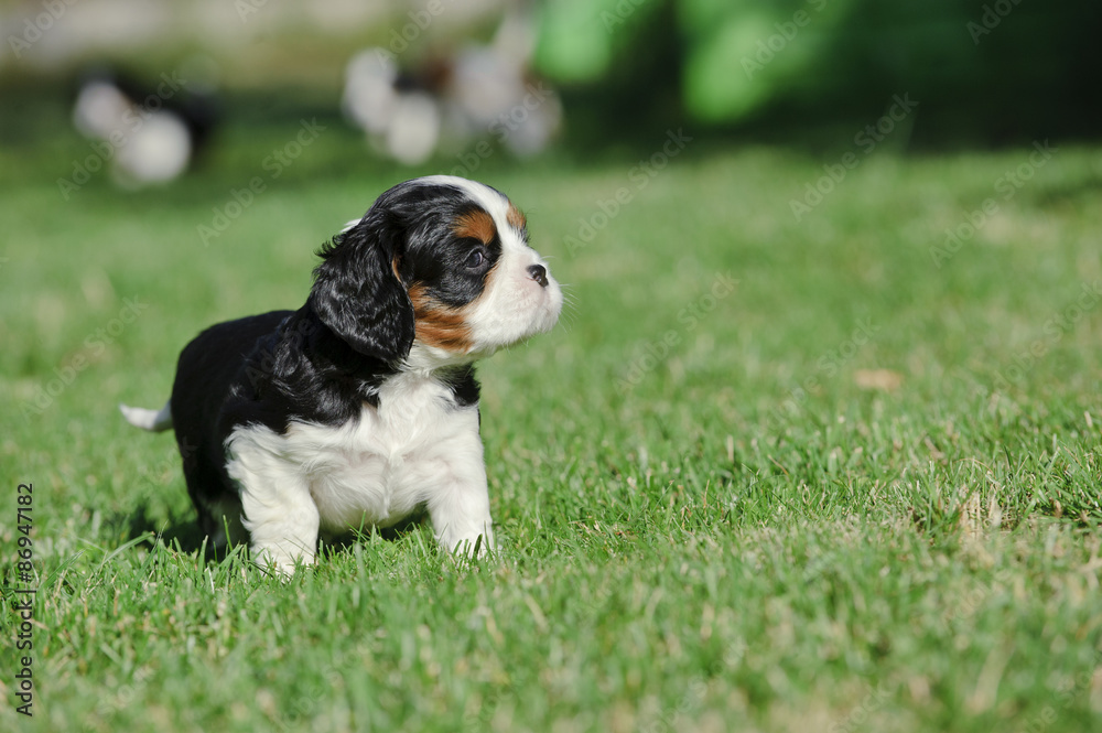 Cavalier king charles spaniel puppy Cavalier king charles spaniel puppy