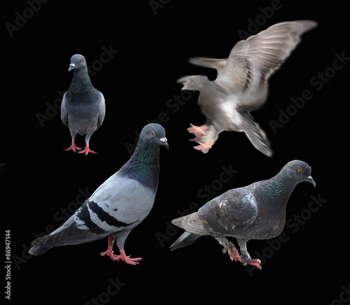 Pigeons dove bird isolated on black background
