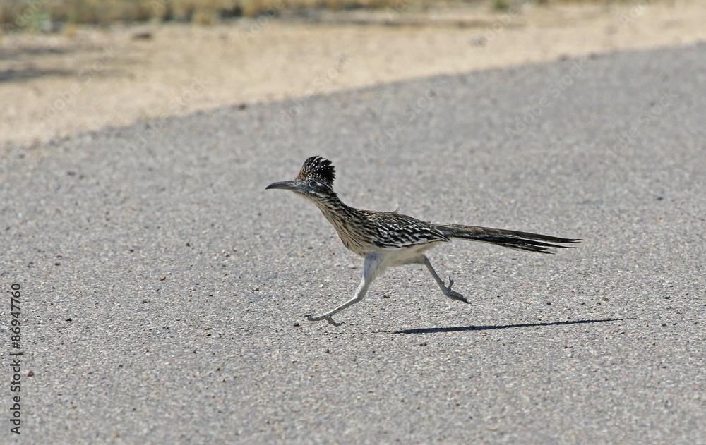 A Greater Roadrunner (Geococcyx californianus) running across a road. Shot in Tuscon, Arizona, United States of America.