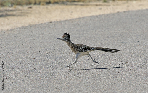 A Greater Roadrunner (Geococcyx californianus) running across a road.  Shot in Tuscon, Arizona, United States of America.