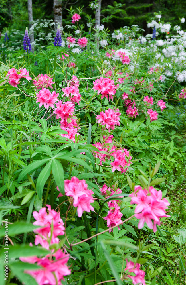 Many rhododendrons in the garden