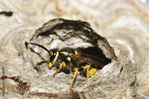  Deutsche Wespe (Vespula germanica) beim Nestbau photo