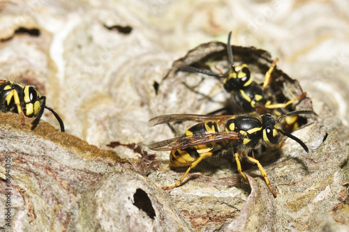  Deutsche Wespe (Vespula germanica) beim Nestbau photo