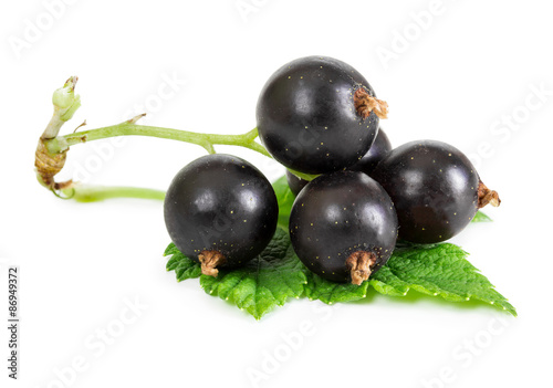 Berries of black currant with leaf
