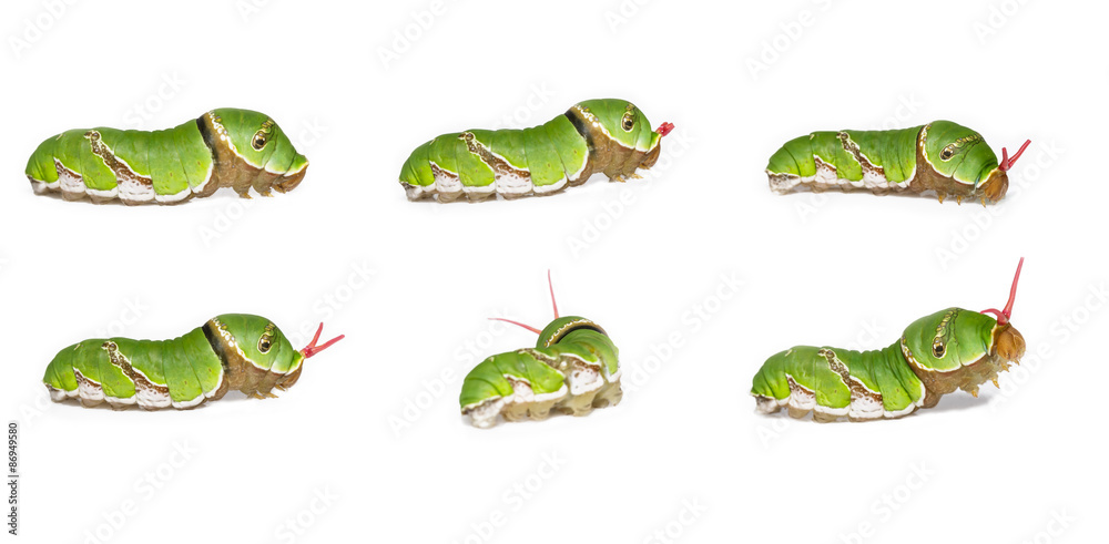 Obraz premium Everted osmeterium of Common mormon caterpillar ( Papilio polyte