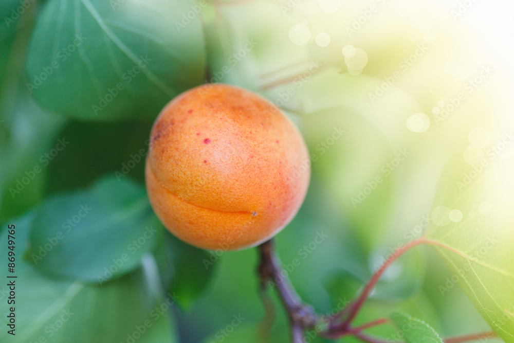 Apricot tree with fruits growing Apricot tree with fruits growing