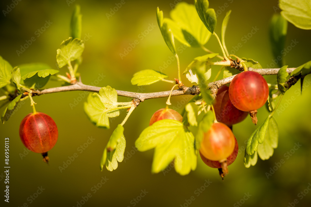 grows ripe gooseberries on a branch