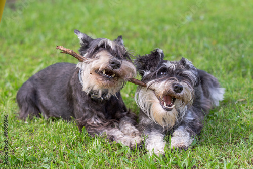 two mini schnauzer dogs playing one stick together on the grass