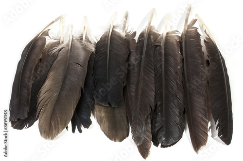 Collection of Birds Feathers in Varying Shades of Grey