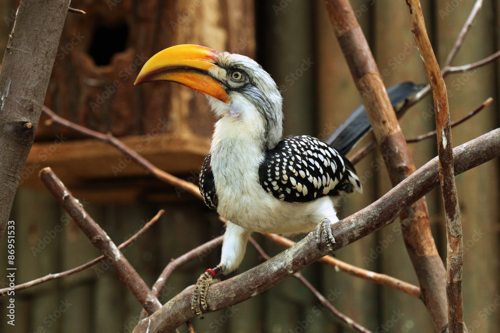 Eastern yellow-billed hornbill (Tockus flavirostris). Eastern yellow-billed hornbill (Tockus flavirostris).