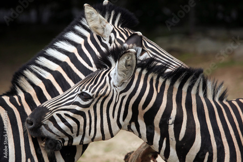 Chapman s zebra  Equus quagga chapmani .