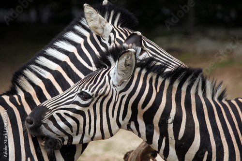 Fototapeta Naklejka Na Ścianę i Meble -  Chapman's zebra (Equus quagga chapmani).