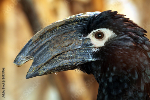 Trumpeter hornbill (Bycanistes bucinator).