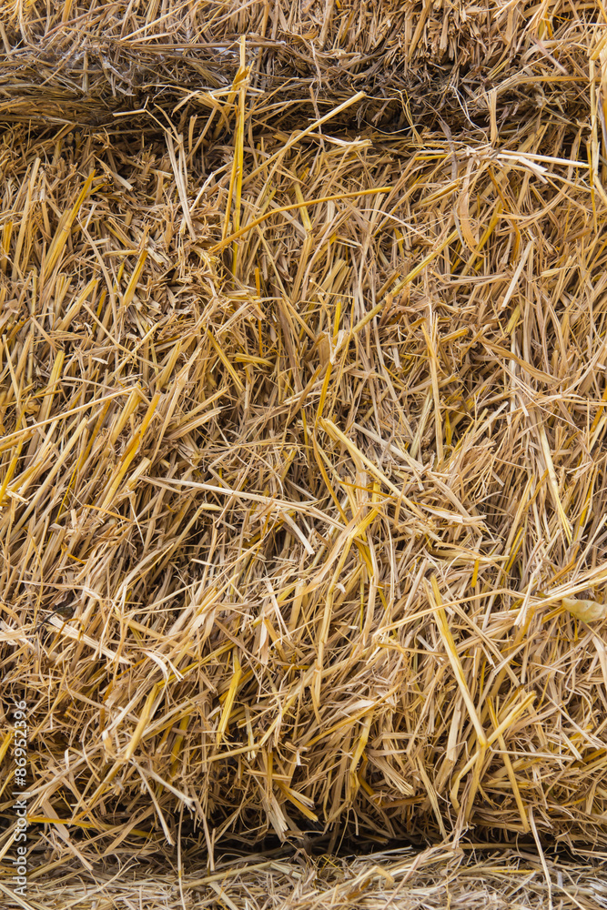 Texture of dry straw on the floor Texture of dry straw on the floor