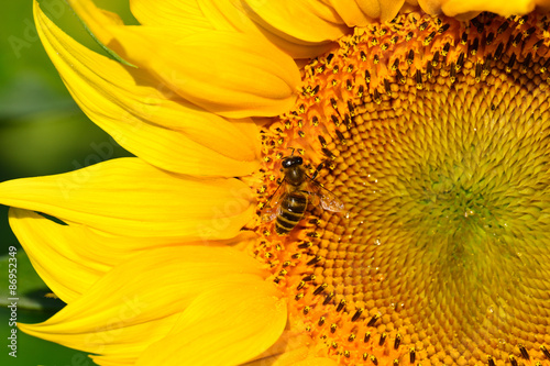 Fototapeta Naklejka Na Ścianę i Meble -  Bee pollinating a sunflower