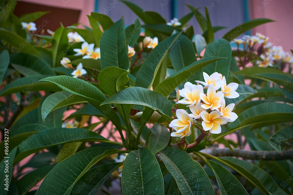 Obraz premium beautiful plumeria flowers in the park