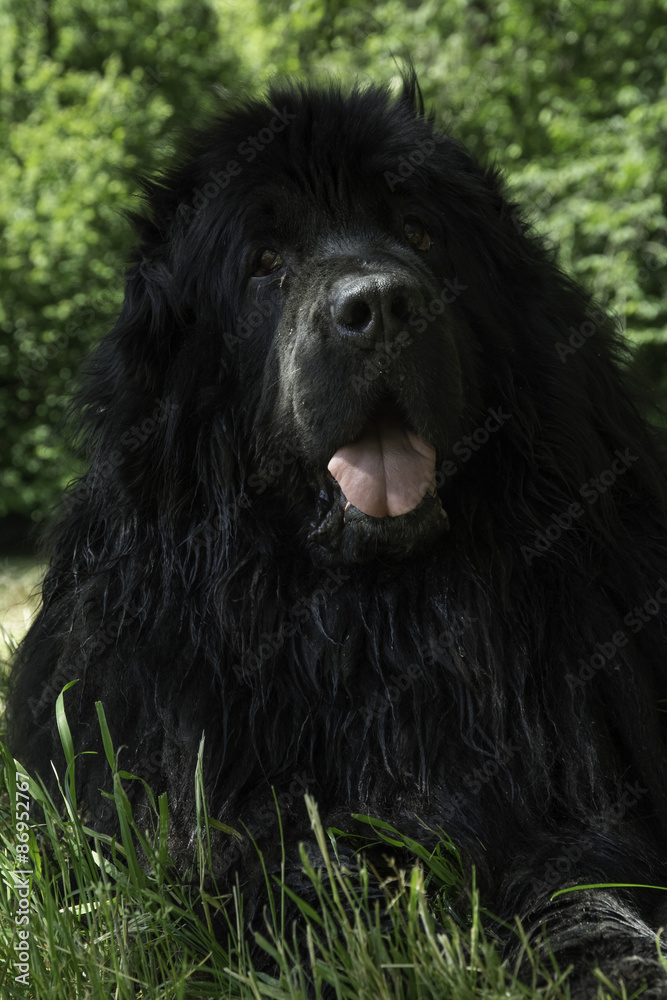 Fototapeta premium Newfoundland dog