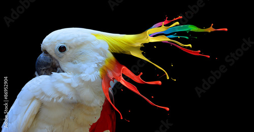 Fotografia, Obraz Digital photo manipulation of a white parrot