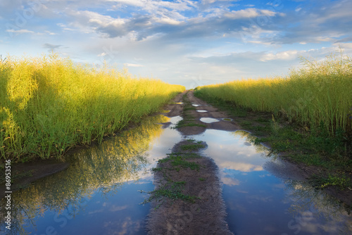 Country road after rain in summer day