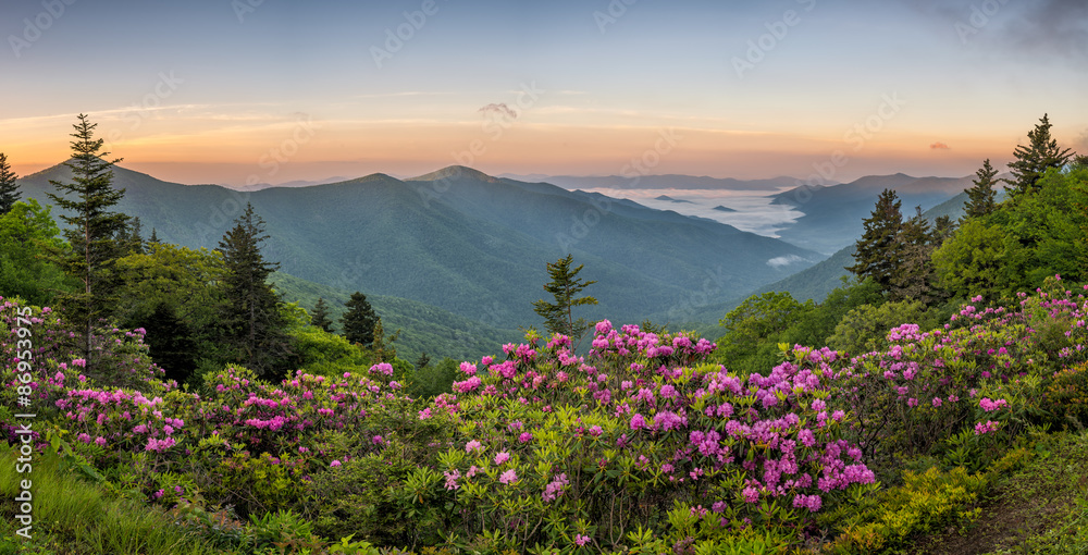 Fototapeta premium Blue Ridge Mountains, Rododendron, wschód słońca