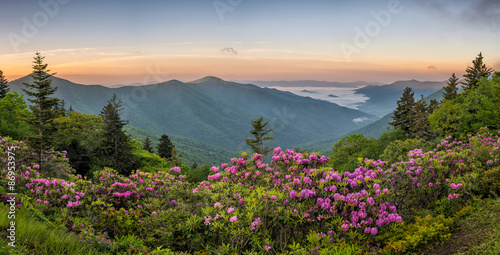 Blue Ridge Mountains, Rhododendron, sunrise