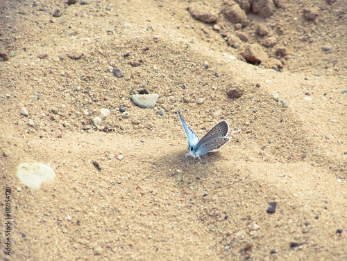 Blue butterfly © NataliyaF