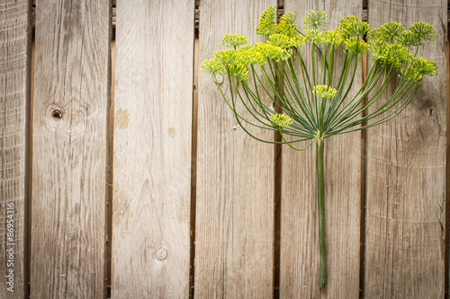 green flowering dill on a wooden table.