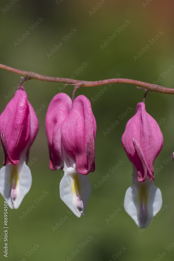 Lamprocapnos spectabilis Lamprocapnos spectabilis