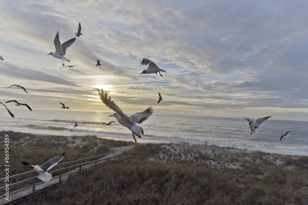 Seaull Cries at Dawn