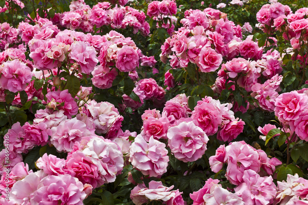 Pink floribunda roses in a flowerbed close up.