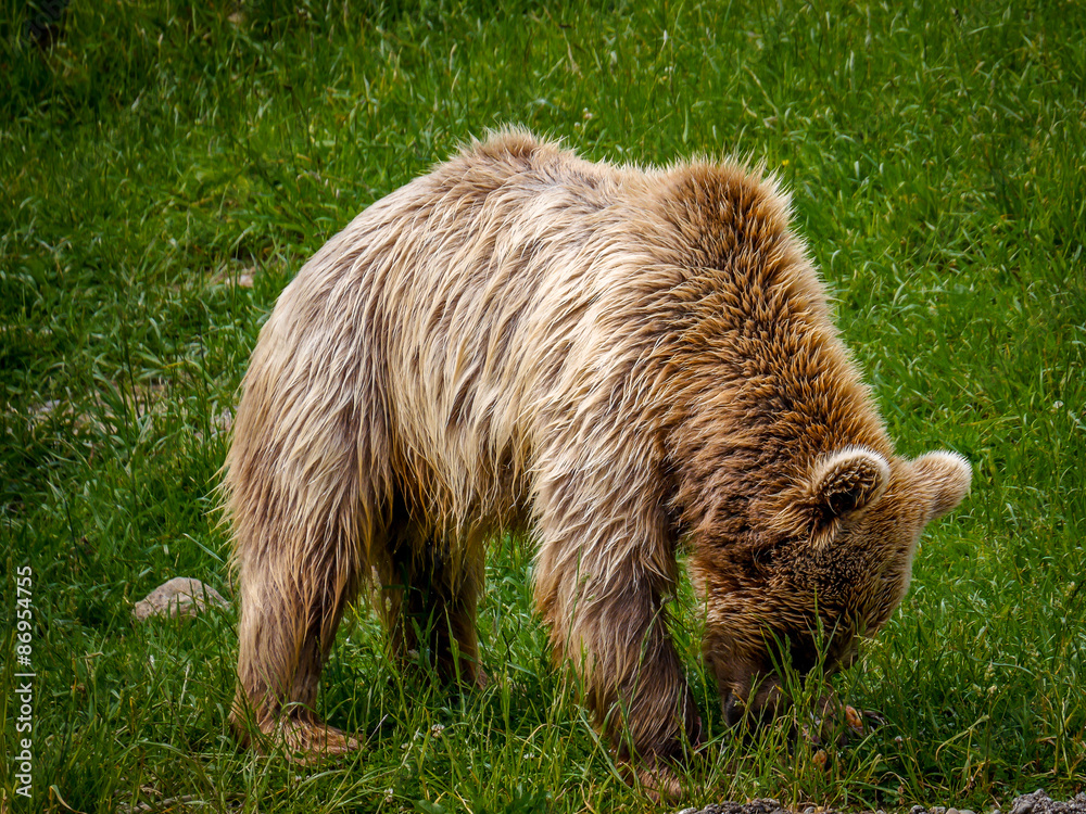 Fototapeta premium Bear in the mountains