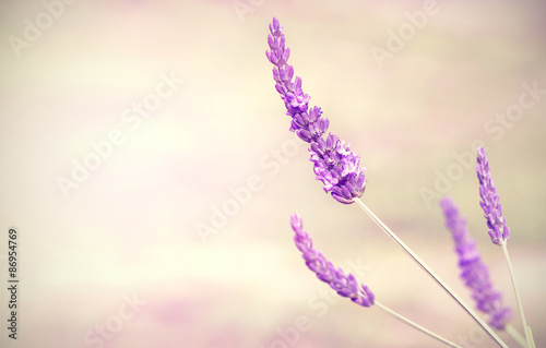 Lavender flower, selective focus.