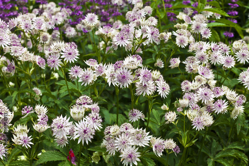 Astrantia major in a herbaceous border. © Debu55y