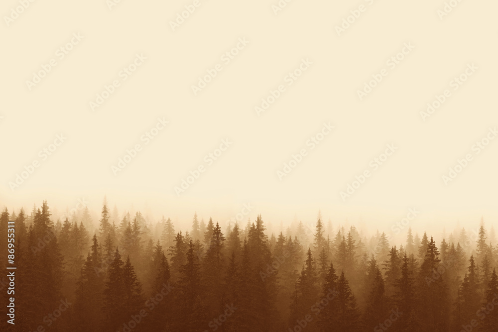Landscape in sepia - pine forest in mountains with fog - obrazy, fototapety, plakaty 