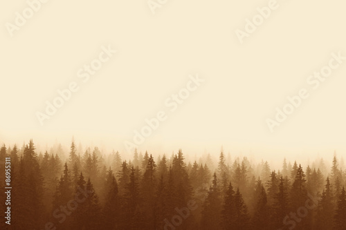 Landscape in sepia - pine forest in mountains with fog photo