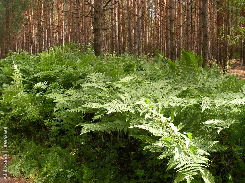 Pteridospermatophyta Images – Browse 49 Stock Photos, Vectors, and Video |  Adobe Stock