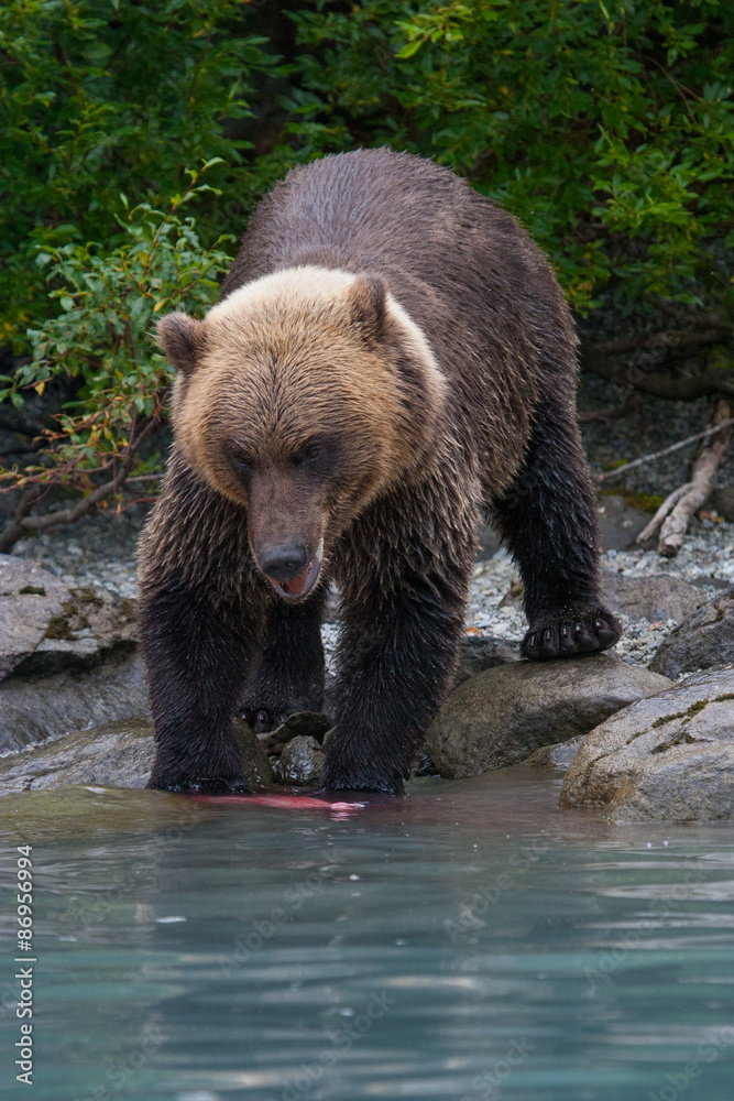 grizzly bear eating salmon on the shore of an alaskan lake