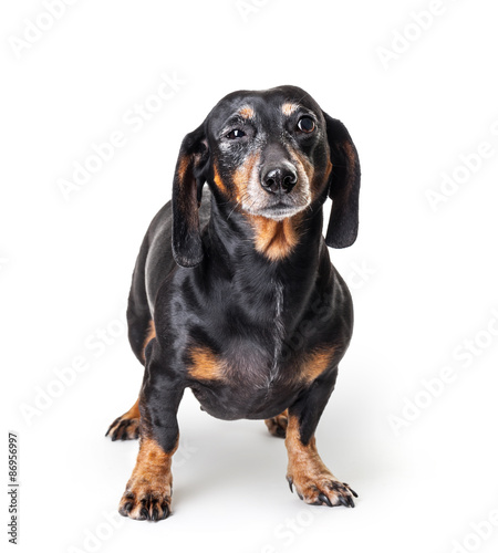 Close-up of suspicious Dachshund isolated on white background © Pavel Hlystov