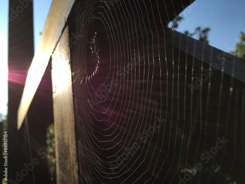 spider web