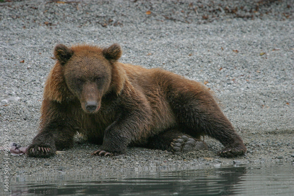 grizzly bear laying next to an alaskan lake grizzly bear laying next to an alaskan lake